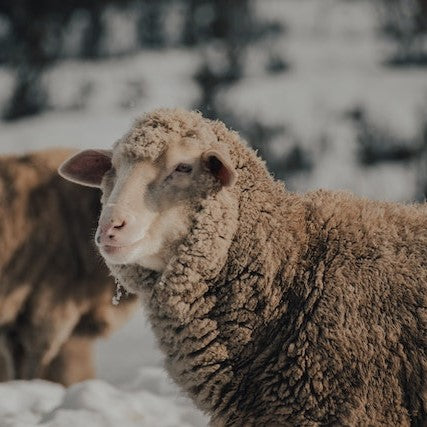 Merino Wool: 10 Common Misconceptions – Oliver Charles